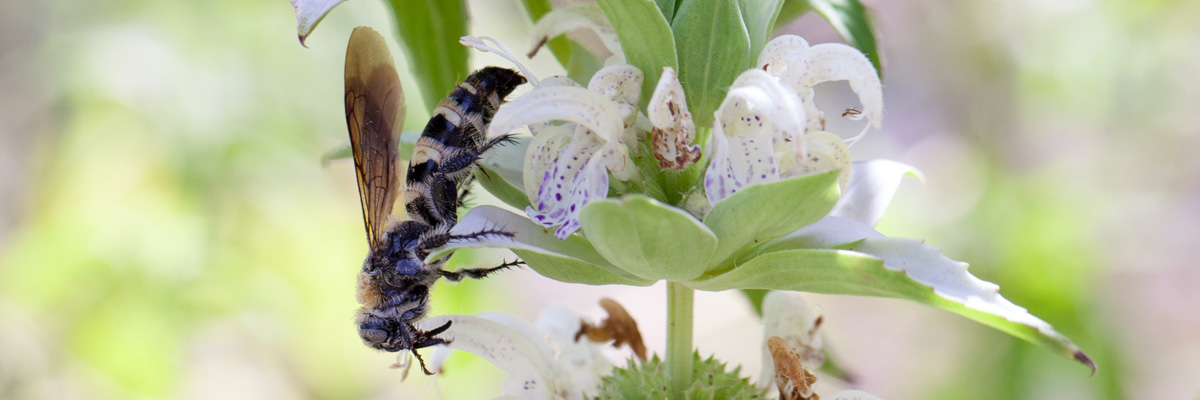 Scoliid wasp